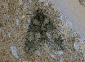 Transfigured Hydriomena